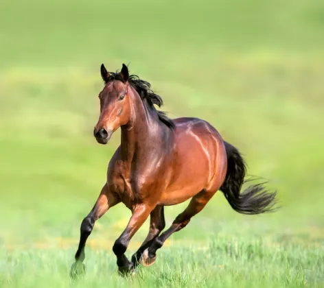 Brown horse running through grass field